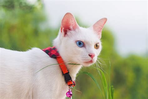 khao manee breed|Khao Manee (Khao Plort) Cat Breed Information.